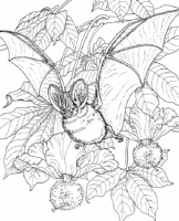 A coloring page of nature in africa
